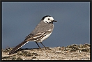 Witte Kwikstaart, White Wagtail, Motacilla alba Location: Denekamp, the Netherlands witte kwikstaart MG 8560 kopie